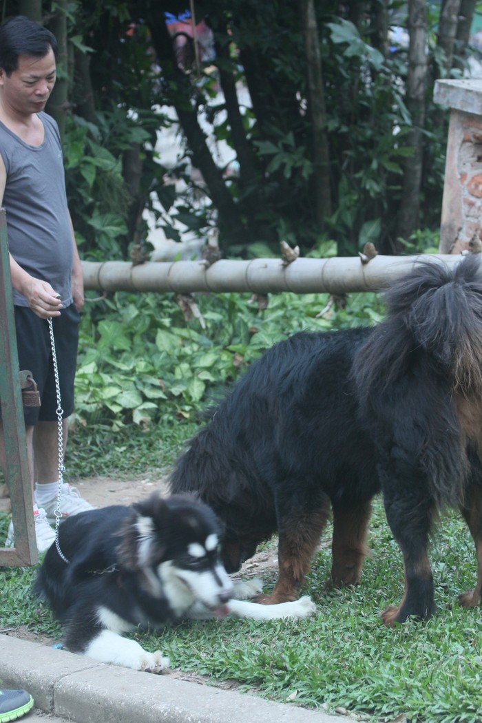 Giá của mỗi chú chó ngao Tây Tạng có thể lên đến hàng chục ngàn USD tùy loại
